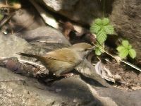 ウグイスの写真