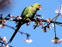 ワカケホンセイインコの写真