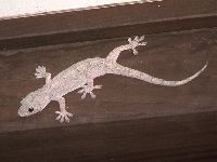 ヤモリの写真
