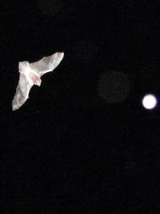 アブラコウモリの写真