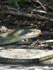 アオダイショウの写真