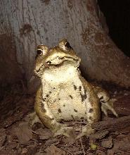 ヒキガエルの写真
