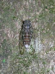 ヒグラシの写真