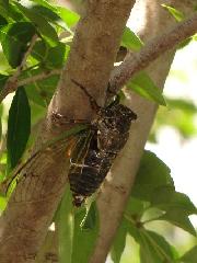 クマゼミの写真