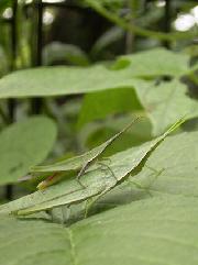 オンブバッタの写真