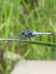 シオカラトンボの写真