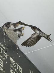 ツバメの巣の写真