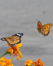 ツマグロヒョウモンの写真