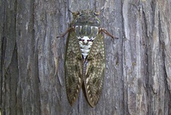 アブラゼミの写真