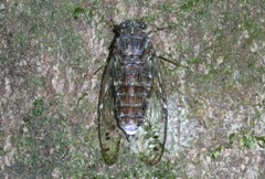 ヒグラシの写真