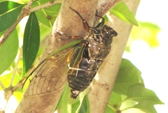 クマゼミの写真