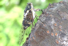 ミンミンゼミの写真