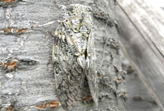 ニイニイゼミの写真