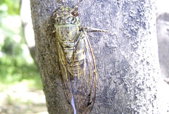 ツクツクボウシの写真