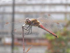 赤とんぼの代表アキアカネの写真