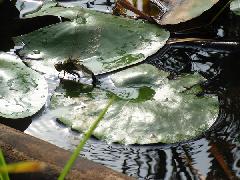 産卵するクロスジギンヤンマの写真