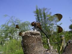 ノシメトンボ（中目黒公園）の写真