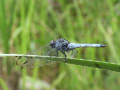 オオシオカラトンボのオス（中目黒公園）の写真
