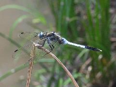 シオカラトンボのオス（中根小学校）の写真