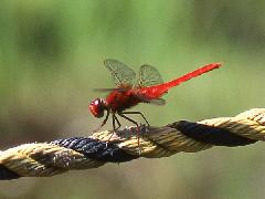 ショウジョウトンボ（緑ヶ丘小学校）の写真