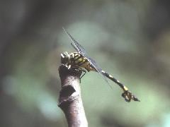 区では珍しいウチワヤンマの写真