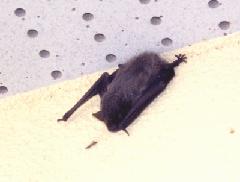 アブラコウモリ（夜飛んでいます）の写真