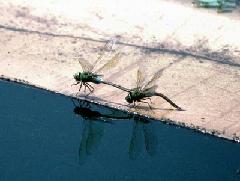 ギンヤンマ（いろいろなトンボたち）の写真