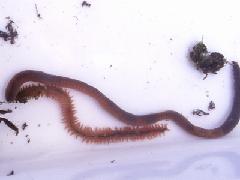 ゴカイ類、ミズミミズ類の写真