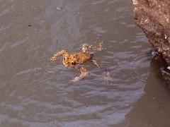 ヒキガエルの写真