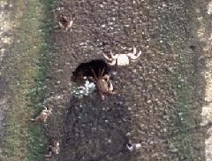 クロベンケイガニの写真