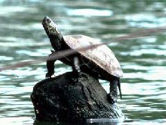 クサガメ（写真は碑文谷公園）の写真