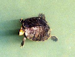 ミシシッピーアカミミガメ（ミドリガメ）の写真