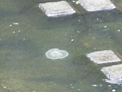 ミズクラゲ（2004年5月記録）の写真