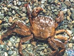 モクズガニの写真