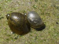 モノアラガイの写真