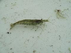 ヌカエビ（写真）・テナガエビ（写真なし）の写真