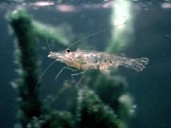 スジエビ（写真は碑文谷公園産）の写真