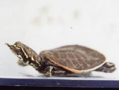 スッポン（こども）の写真