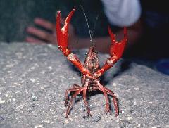 アメリカザリガニ（写真は東山公園）の写真