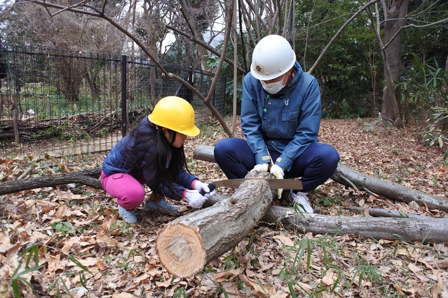 ほだ木の切り出し