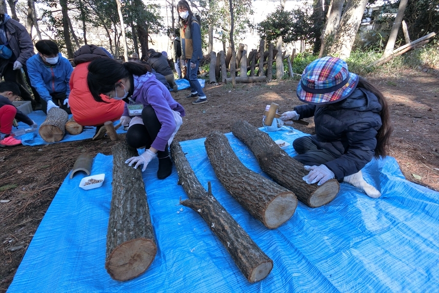シイタケ菌打ち