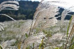 すすき草原の写真