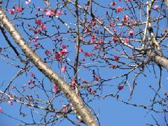新春から咲く、油面公園のカンコウバイの写真