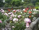 碑文谷公園のバラ花壇の写真
