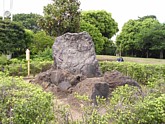 園内にある記念樹や桜島の溶岩の写真