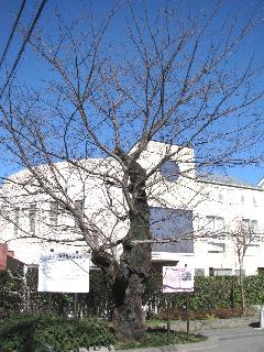 目黒競馬場に植えられていた桜の木の写真