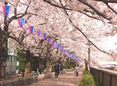 桜並木　目黒川沿いの道の写真
