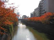 秋の目黒川　川沿いの桜並木が紅葉していますの写真