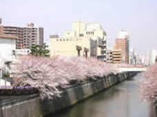 春の目黒川　川沿いに桜並木の写真