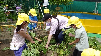 ジャガイモを収穫する園児の写真